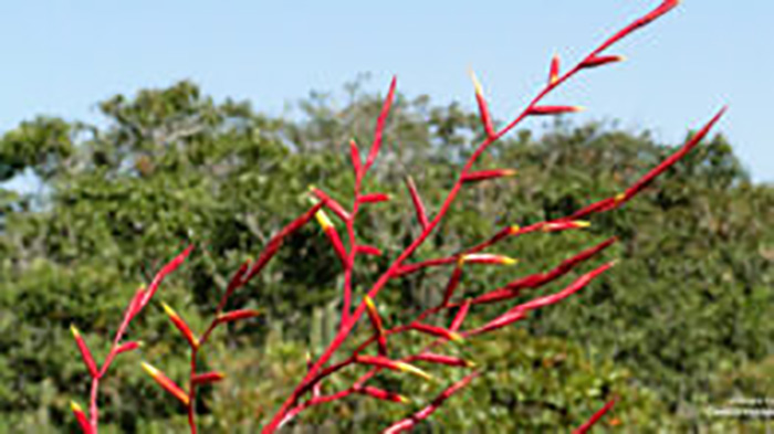 Edital Biodiversidade Rio Doce - Reparação Bacia do Rio Doce