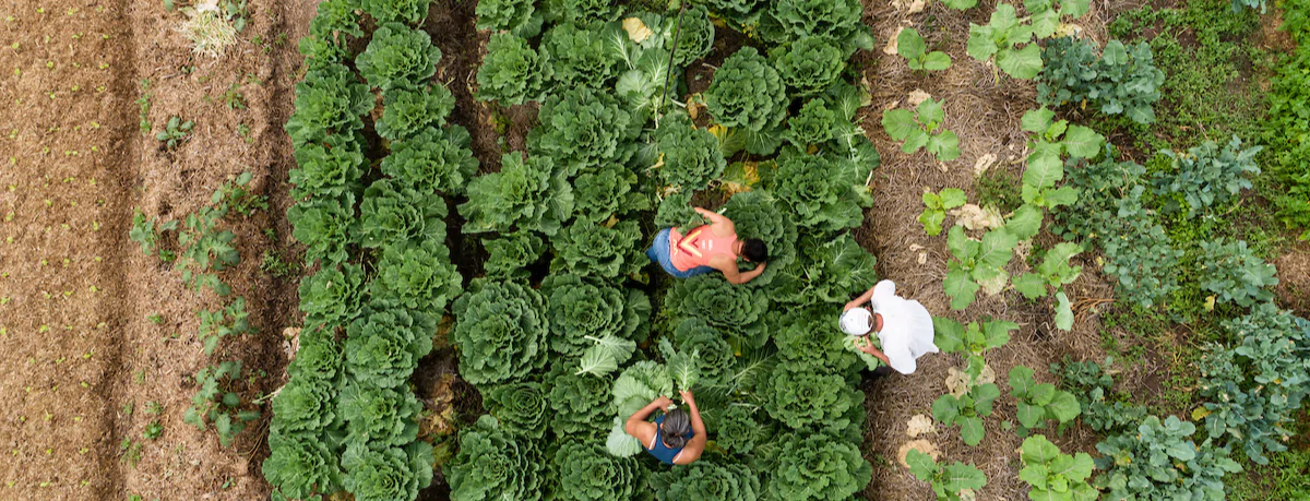 Trabalhadores colhem hortaliças em propriedade rural em Mariana, Minas Gerais (28 de agosto de 2020).