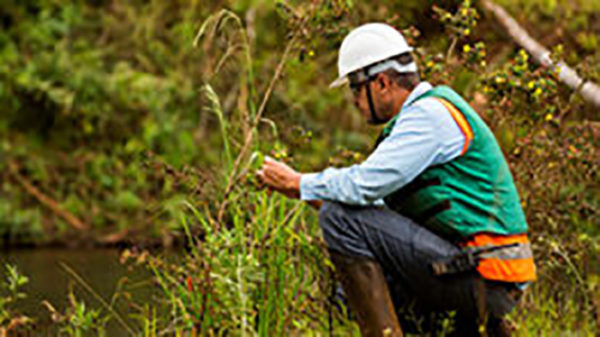 Edital de Restauração Florestal na Bacia do Manhuaçu – Lotes 37 e 38
